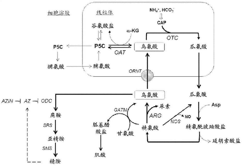 Modulation of ornithine metabolism to manipulate high mannose glycoform content of recombinant proteins