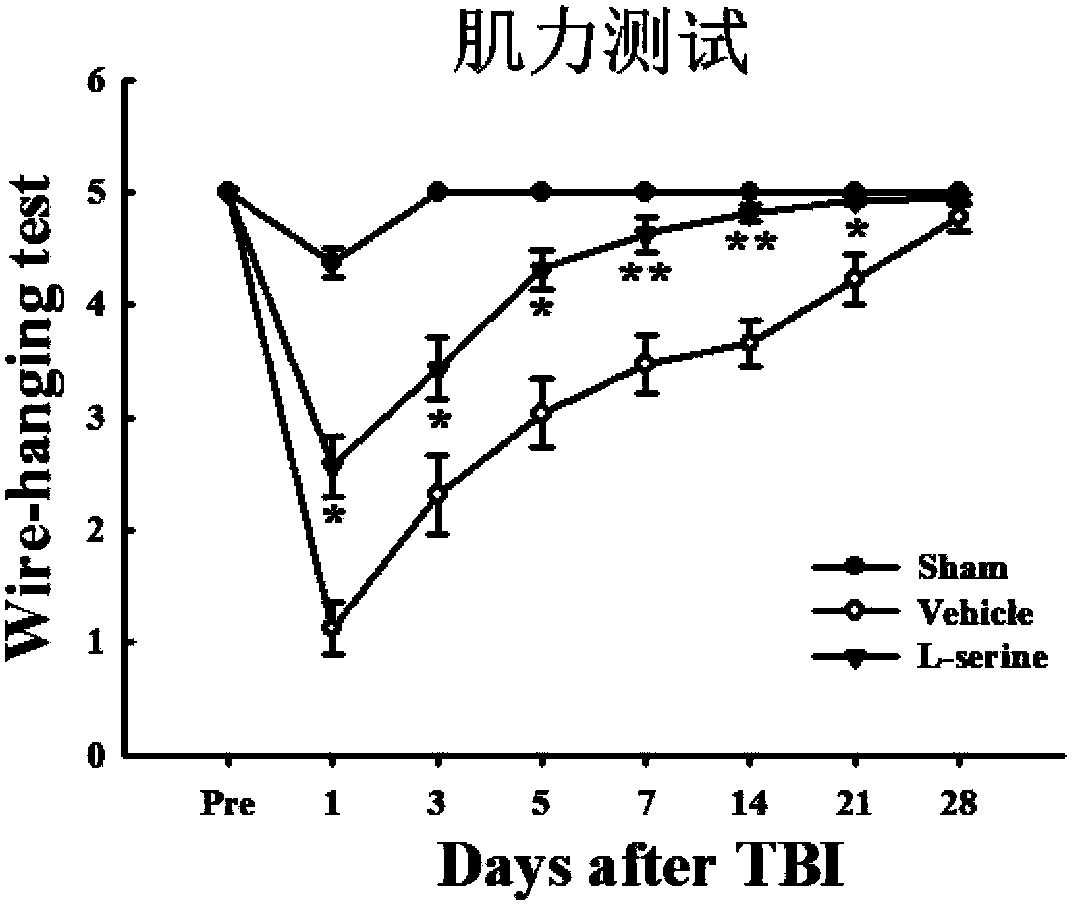 Applications of L-serine in preparing medicines used for treating brain injuries and nerve tissue injuries