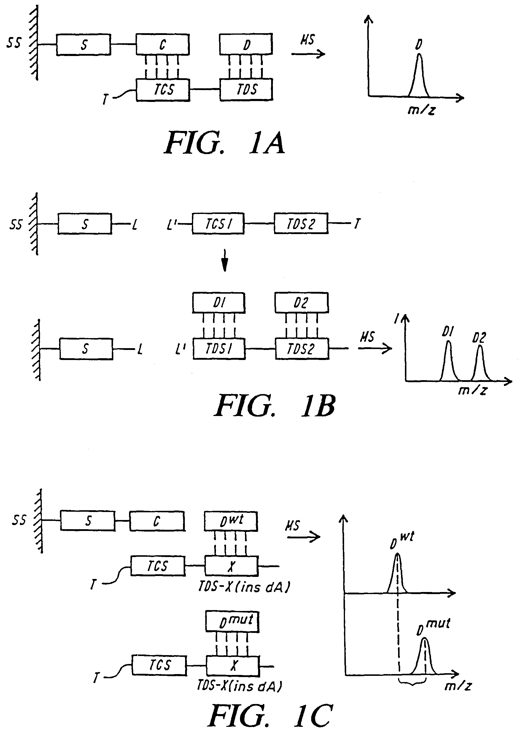 Mass spectrometric methods for detecting mutations in a target nucleic acid