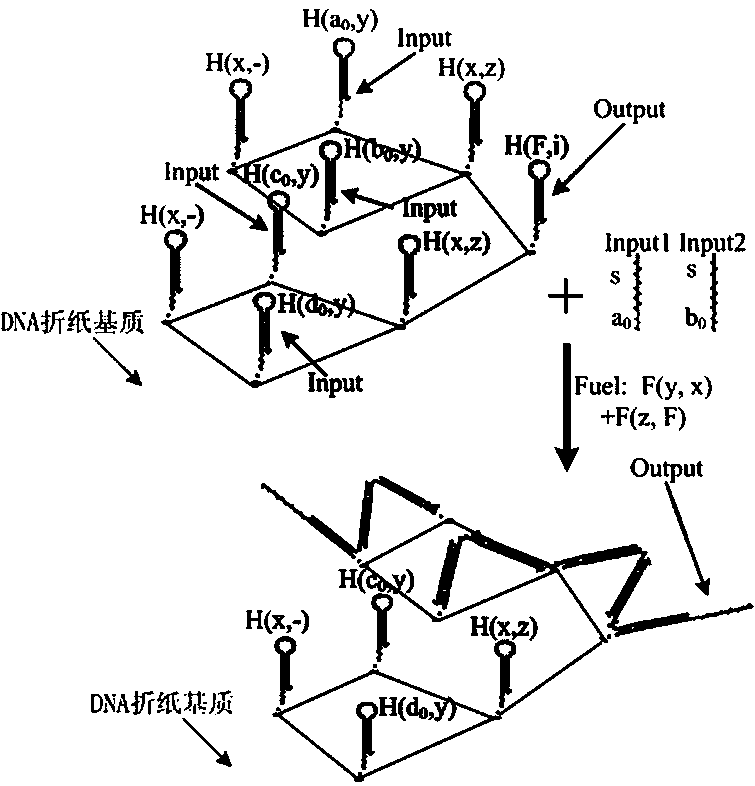 Exclusive OR gate and negation circuit based on local DNA hairpin displacement reaction