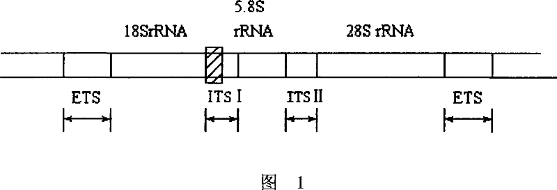 PCR kit for fluorescence quantitative detecting aspergilli