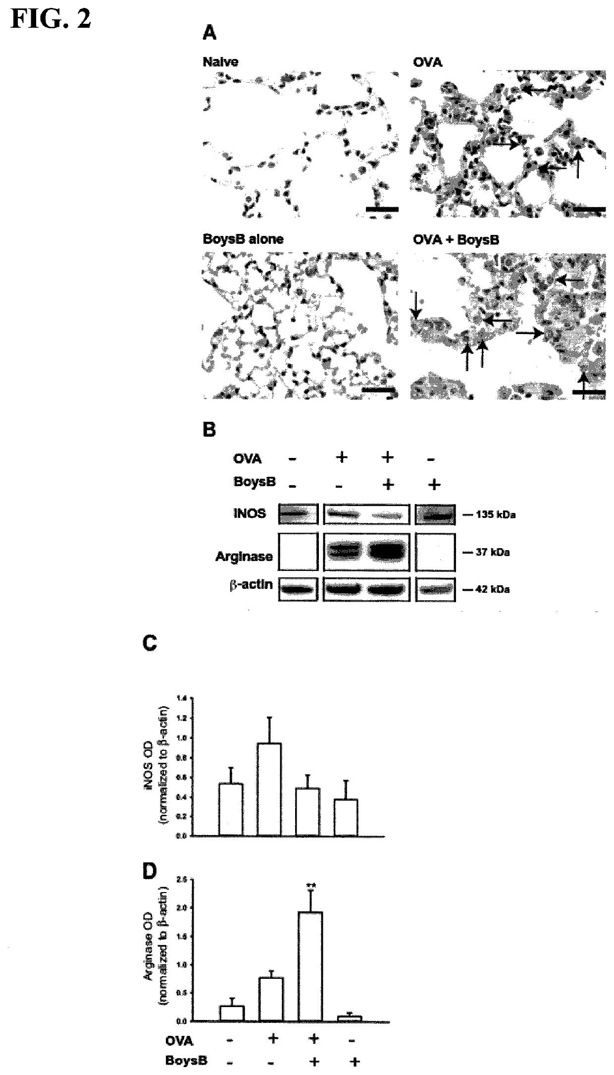 Boysenberry, apple, and blackcurrant compositions and methods of preparation and use therefor