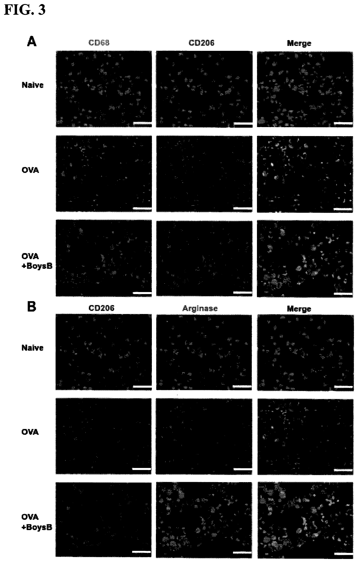 Boysenberry, apple, and blackcurrant compositions and methods of preparation and use therefor