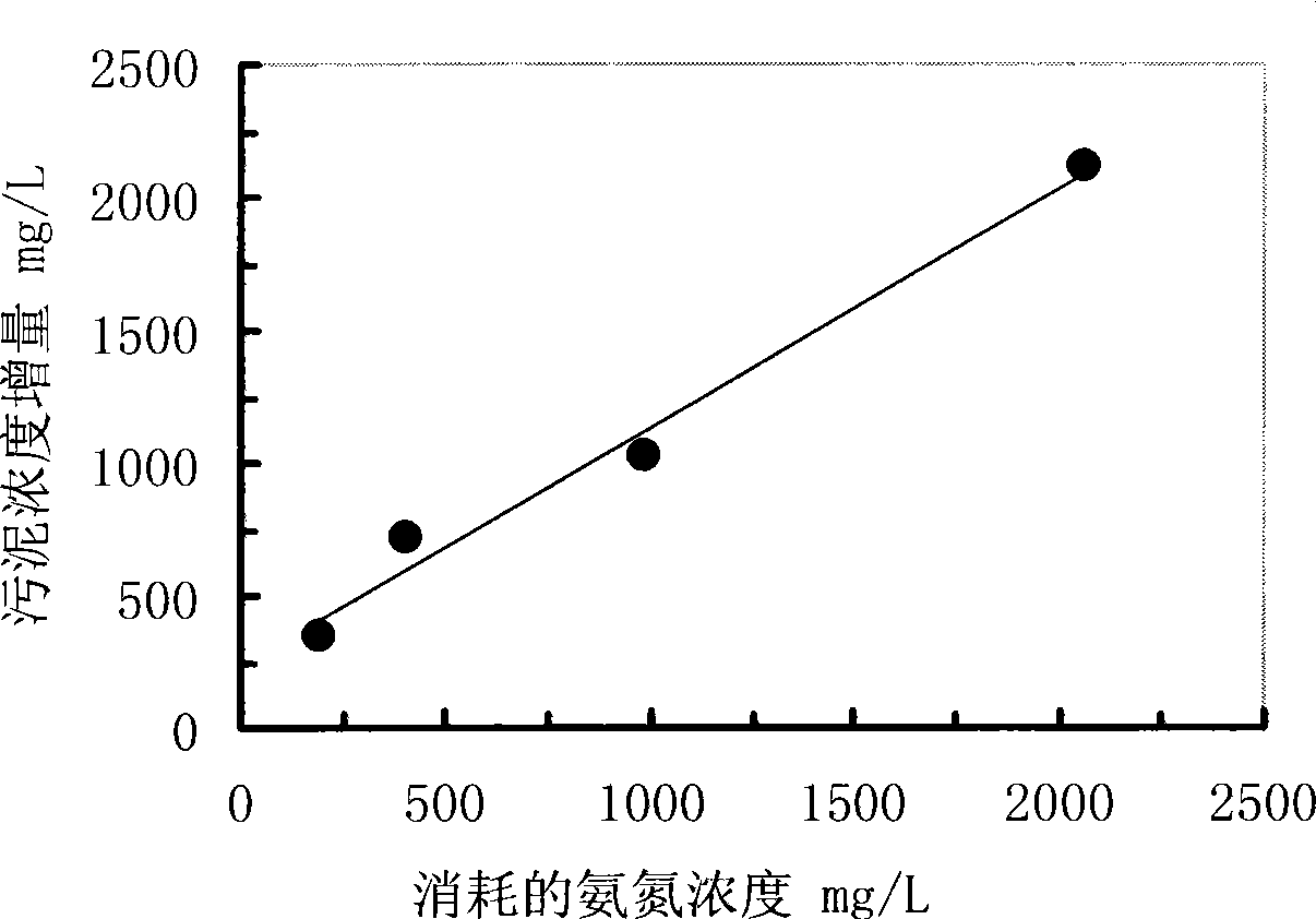 Method for cultivating nitrosobacteria flora and method for treating wastwater containing ammonia nitrogen