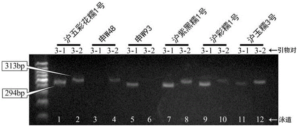 SNP molecular marker for identifying Shanghai colorful waxy corn NO.1 and identifying method thereof