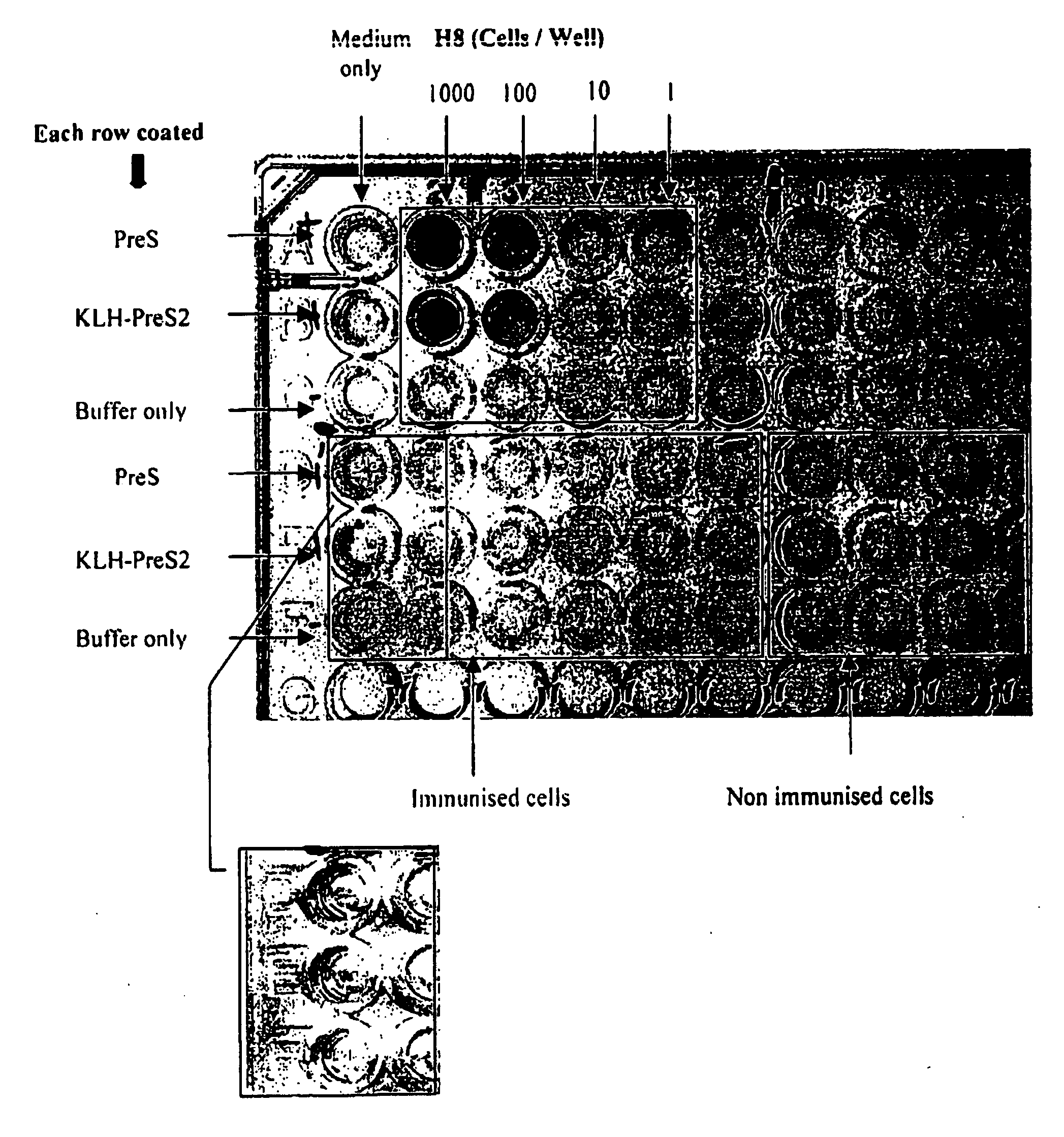 Method of Antibody Production