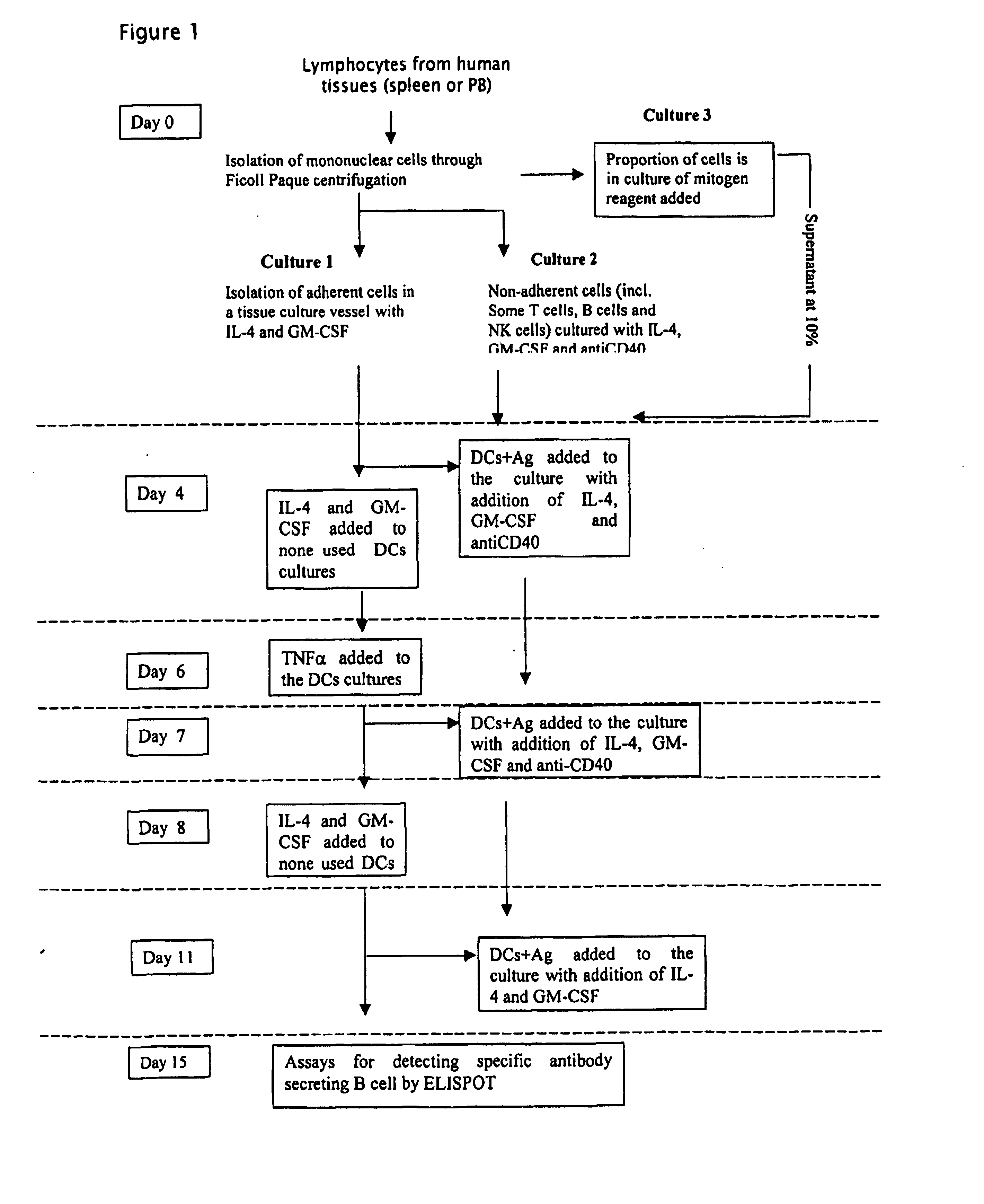 Method of Antibody Production