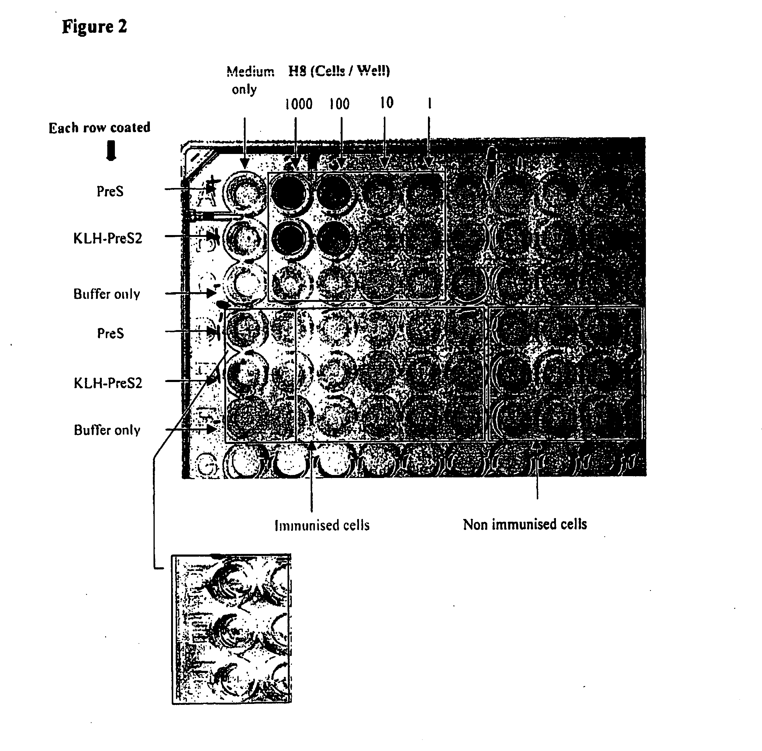 Method of Antibody Production