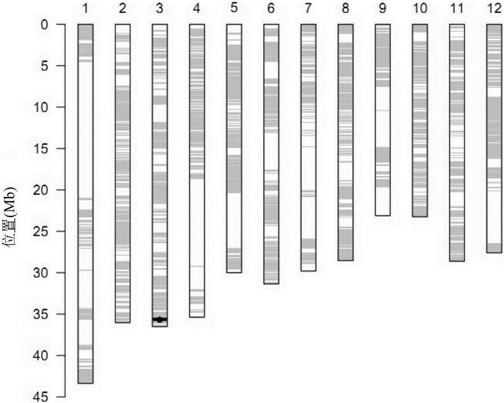 Recombinant nucleic acid fragment RecCR020127 and detection method thereof