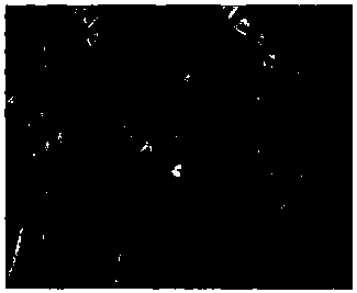 Cotton topping agent as well as preparation and application methods thereof