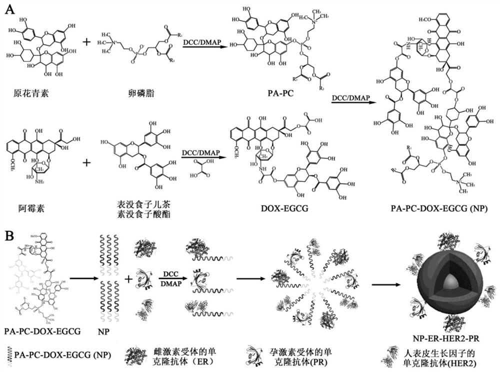 A targeted nanoparticle for inhibiting breast cancer and its preparation and application