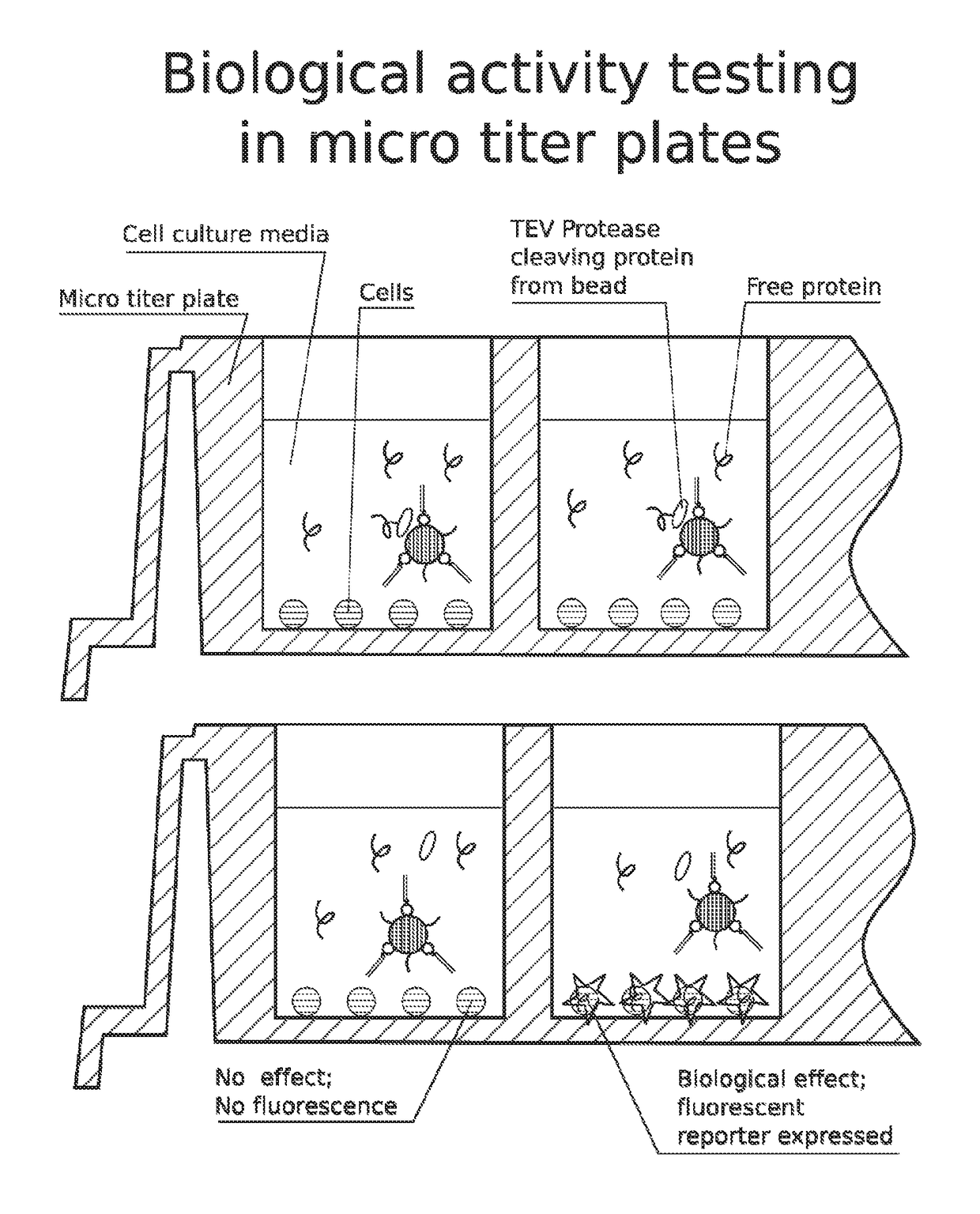 High throughput screen for biologically active polypeptides