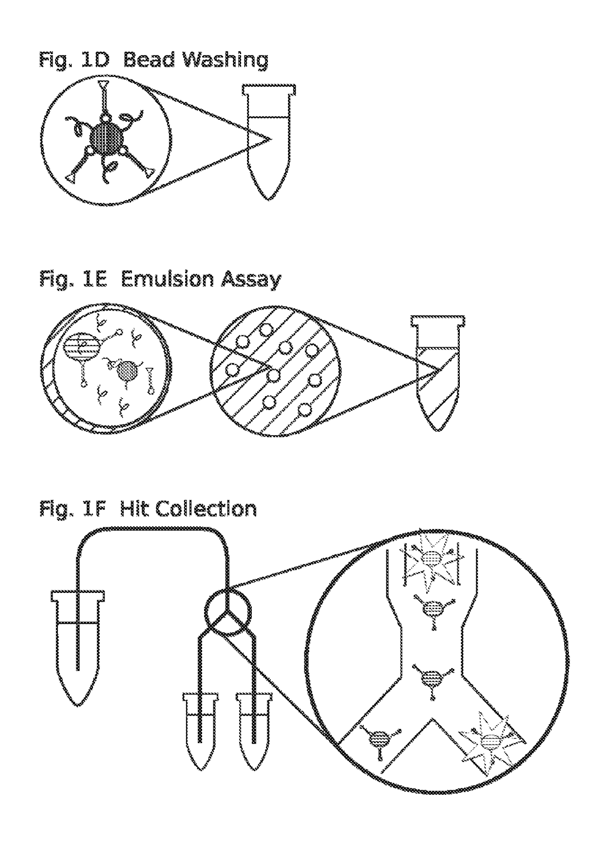 High throughput screen for biologically active polypeptides