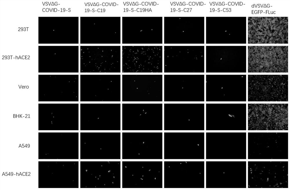 Coronavirus pseudovirus packaging system and packaging method, and application of coronavirus pseudovirus to evaluating disinfection efficacy