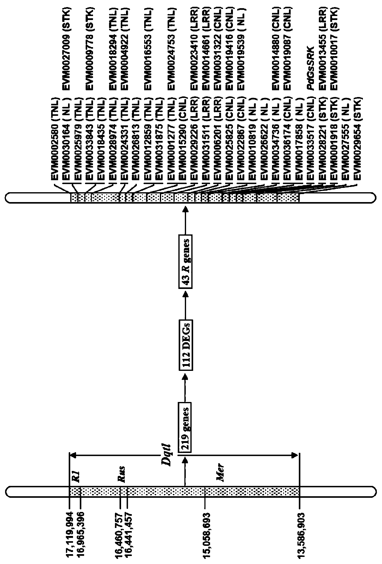 Populus deltoides brown leaf rust-resistant gene PdGsSRK, expressed protein, cloning primer pair and application thereof