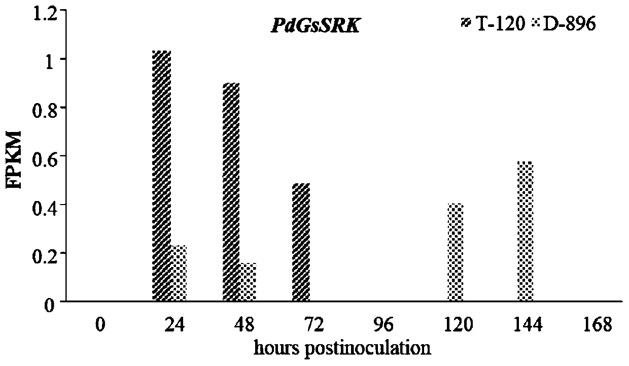 Populus deltoides brown leaf rust-resistant gene PdGsSRK, expressed protein, cloning primer pair and application thereof