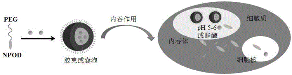 A kind of high drug-loaded podophyllin nano-prodrug and its preparation method and application