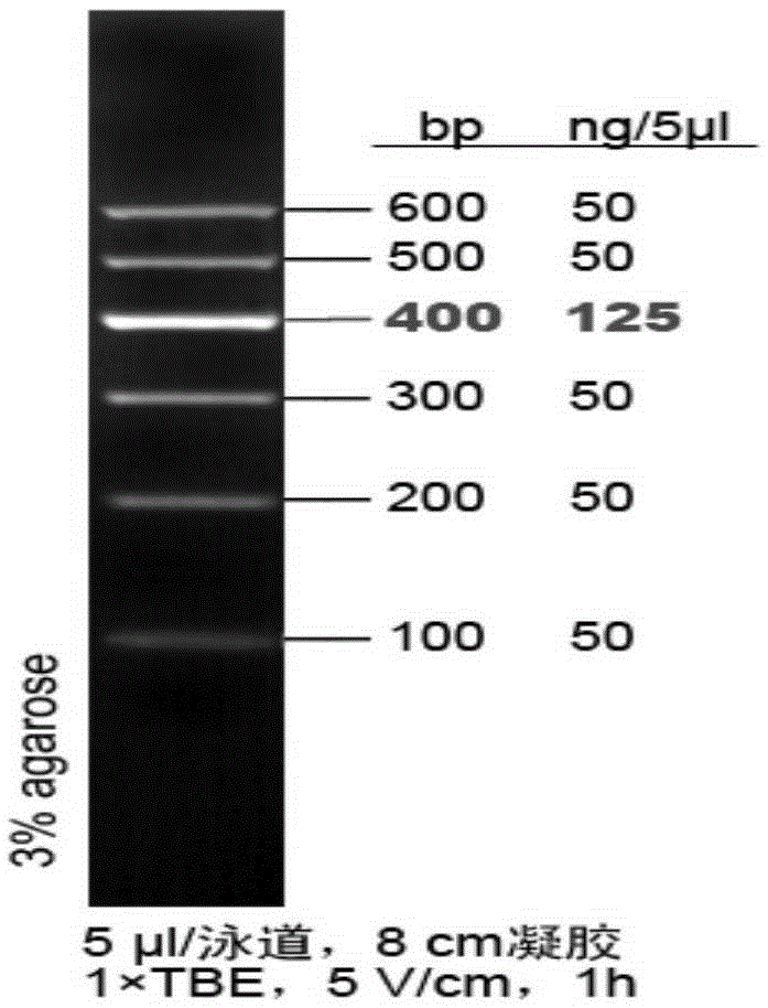 PCR (polymerase chain reaction) primer group for species identification of cannabins satival, boehmeria nivea and linum usitatissimum fibers and PCR identification method