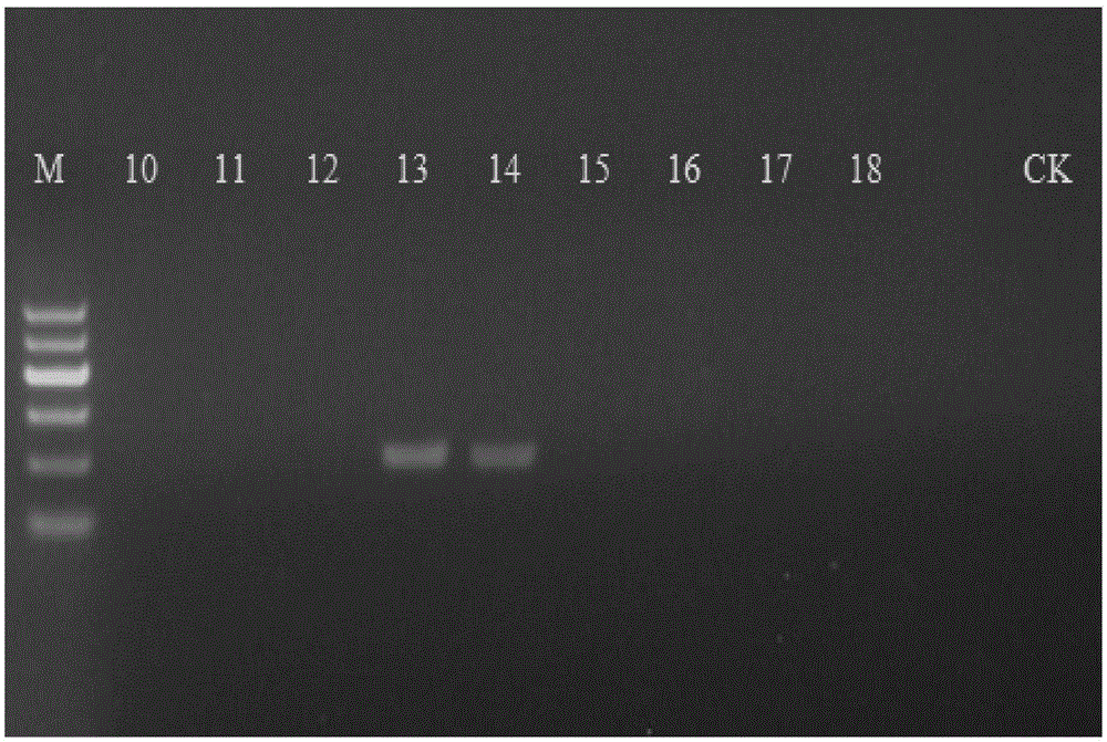 PCR (polymerase chain reaction) primer group for species identification of cannabins satival, boehmeria nivea and linum usitatissimum fibers and PCR identification method