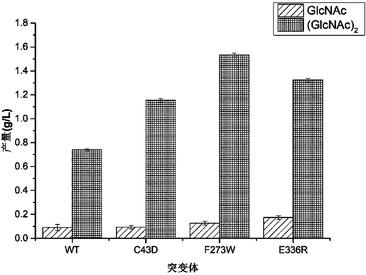 Chitin enzyme mutant capable of improving enzyme activity