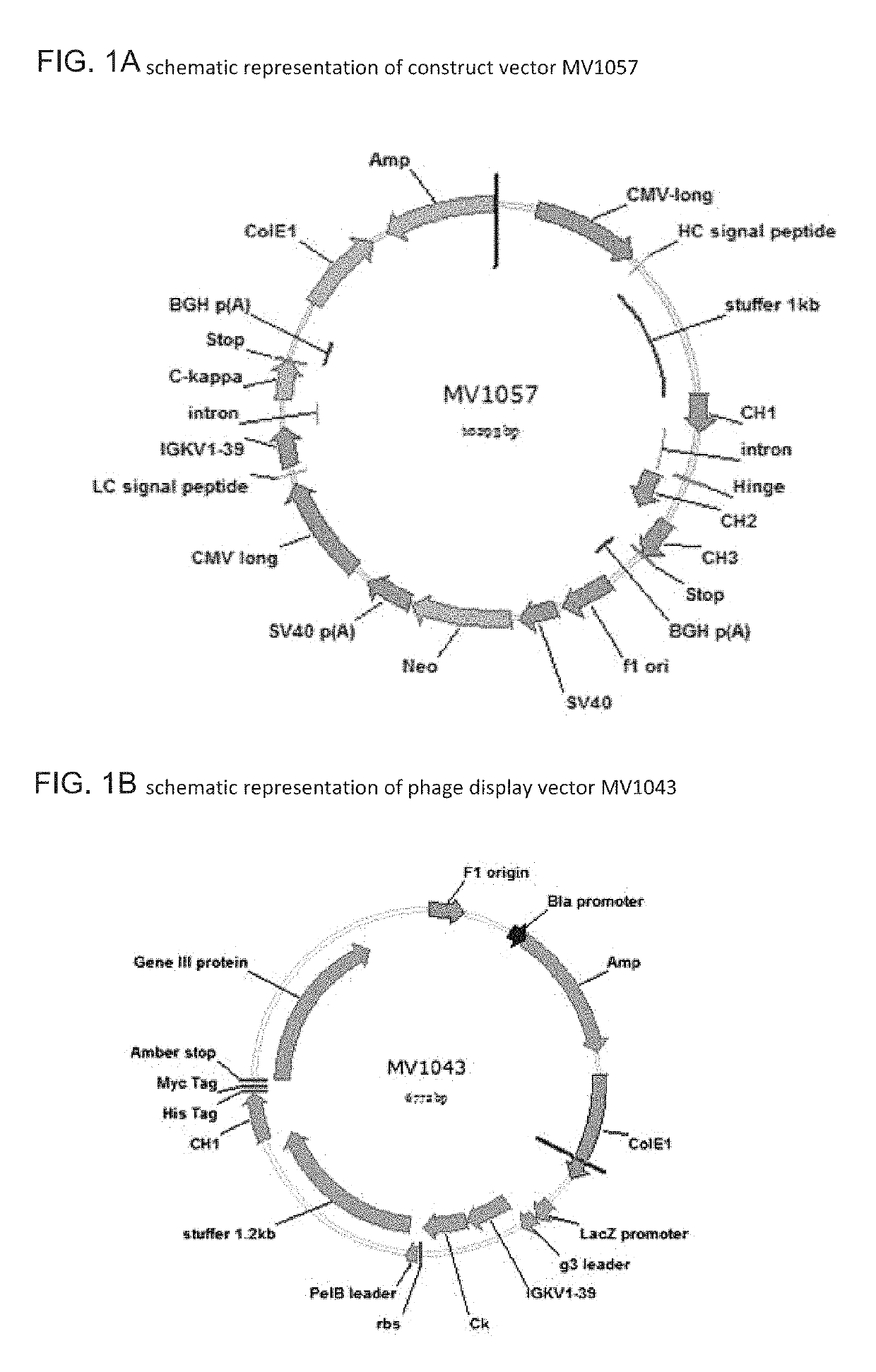 Methods and means for the production of Ig-like molecules