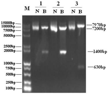 Separated recombinant oncolytic adenovirus, drug composition and application of separated recombinant oncolytic adenovirus to drug for treating tumor and/or cancer