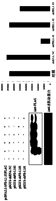 Separated recombinant oncolytic adenovirus, drug composition and application of separated recombinant oncolytic adenovirus to drug for treating tumor and/or cancer