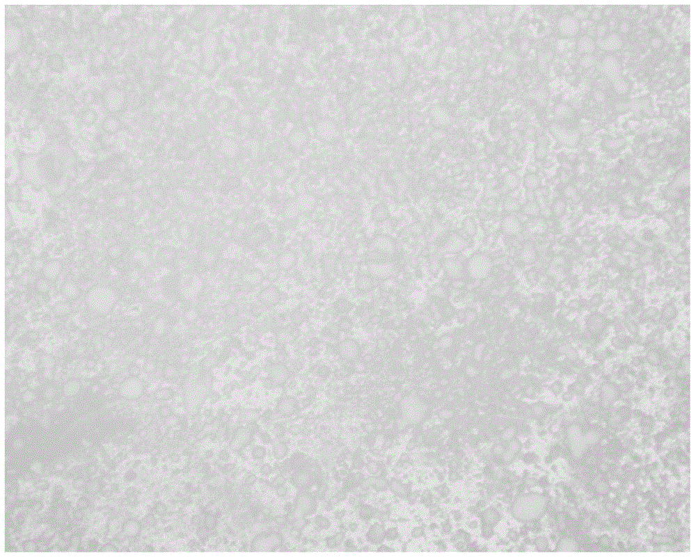 Optical method based high-speed aircraft hot surface full-field deformation measuring device