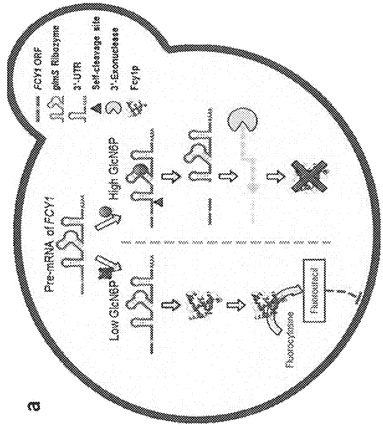 Method for screening mutant microorganism overproducing target metabolite using synthetic suicide genetic circuit