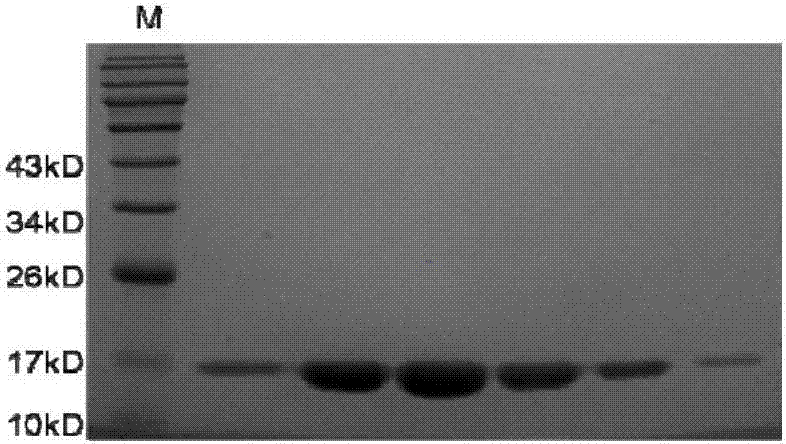 Soluble PD-1 (programmed death-1) molecule with high affinity