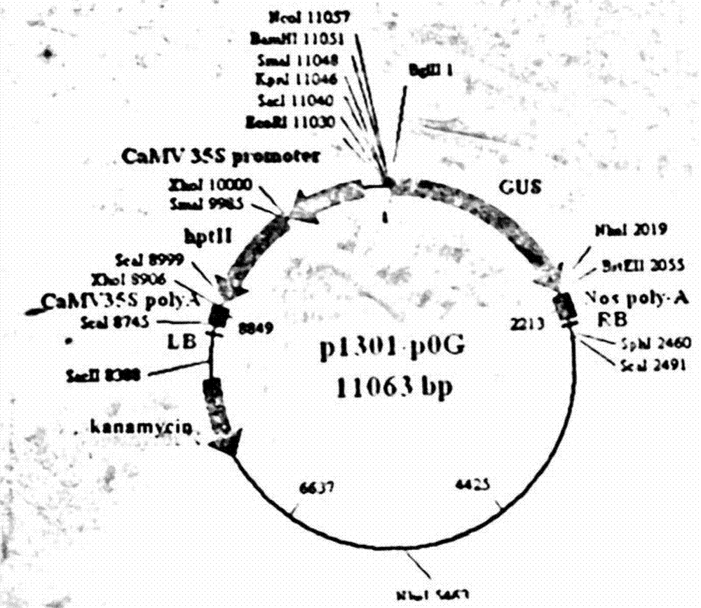 Leguminous pod-associated tissue-specific promoter and its application