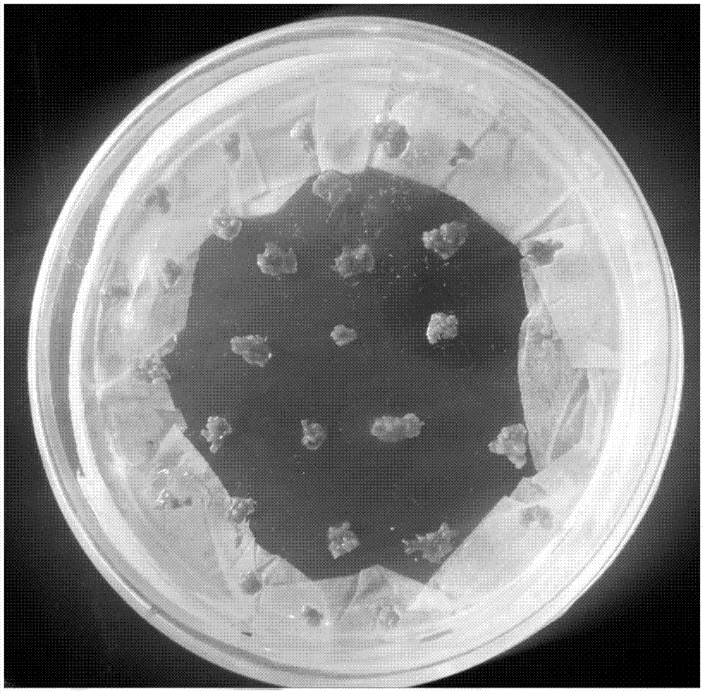 Leguminous pod-associated tissue-specific promoter and its application