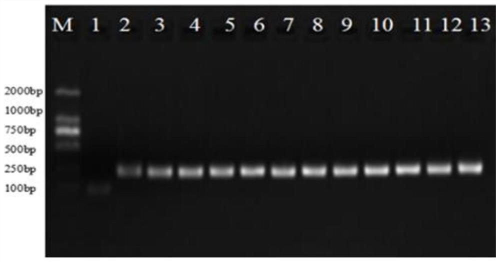 Transgenic method for improving cutting rooting rate of white birch