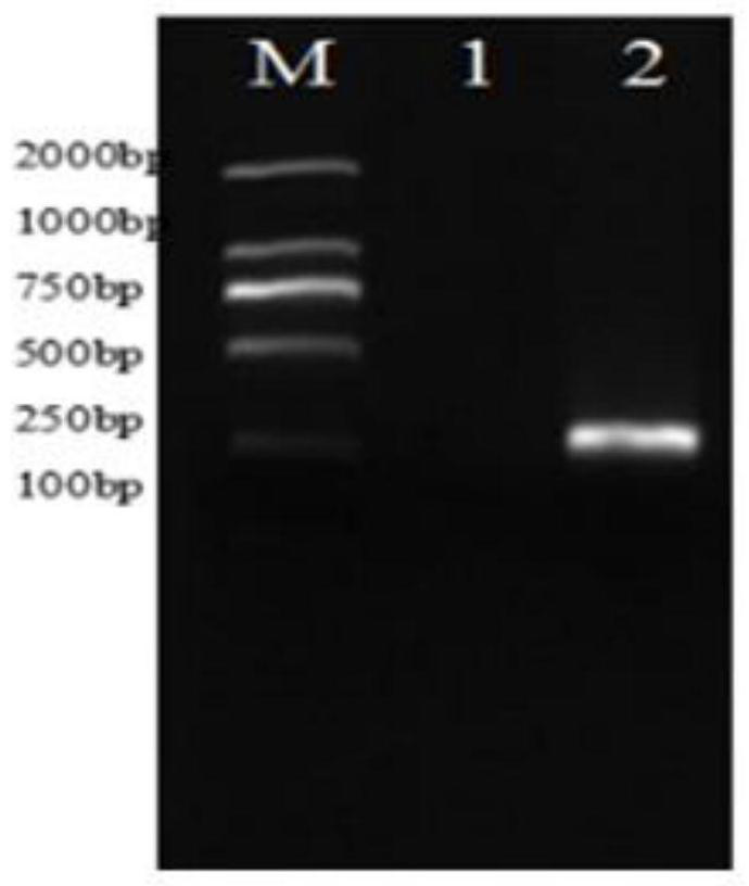 Transgenic method for improving cutting rooting rate of white birch