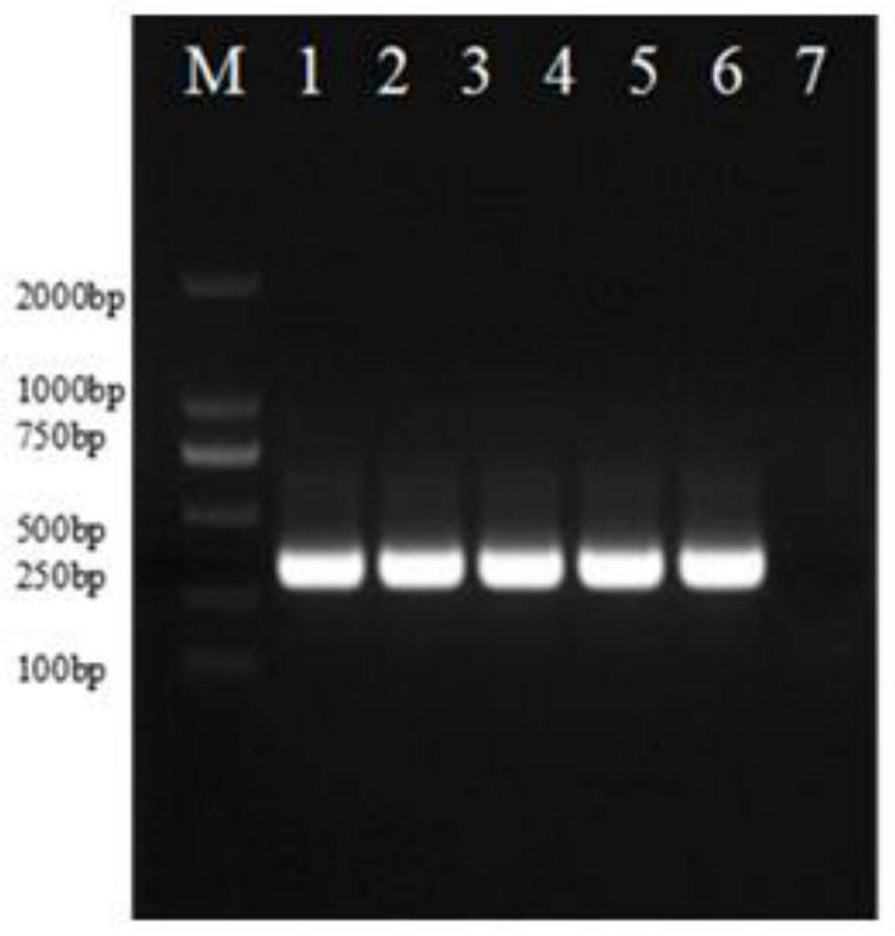 Transgenic method for improving cutting rooting rate of white birch