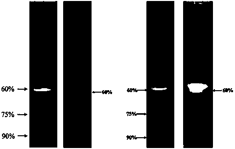 Method for rapidly obtaining large amount of spore shells of nosema bombycis