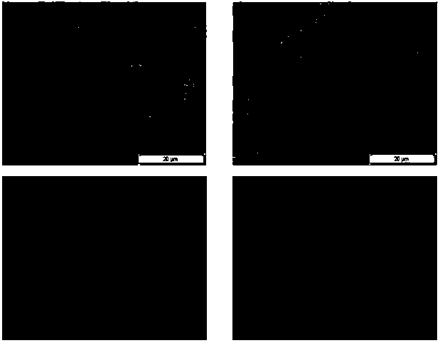 Method for rapidly obtaining large amount of spore shells of nosema bombycis