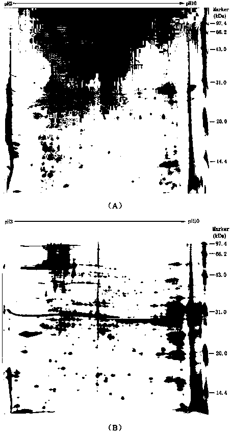 Method for rapidly obtaining large amount of spore shells of nosema bombycis