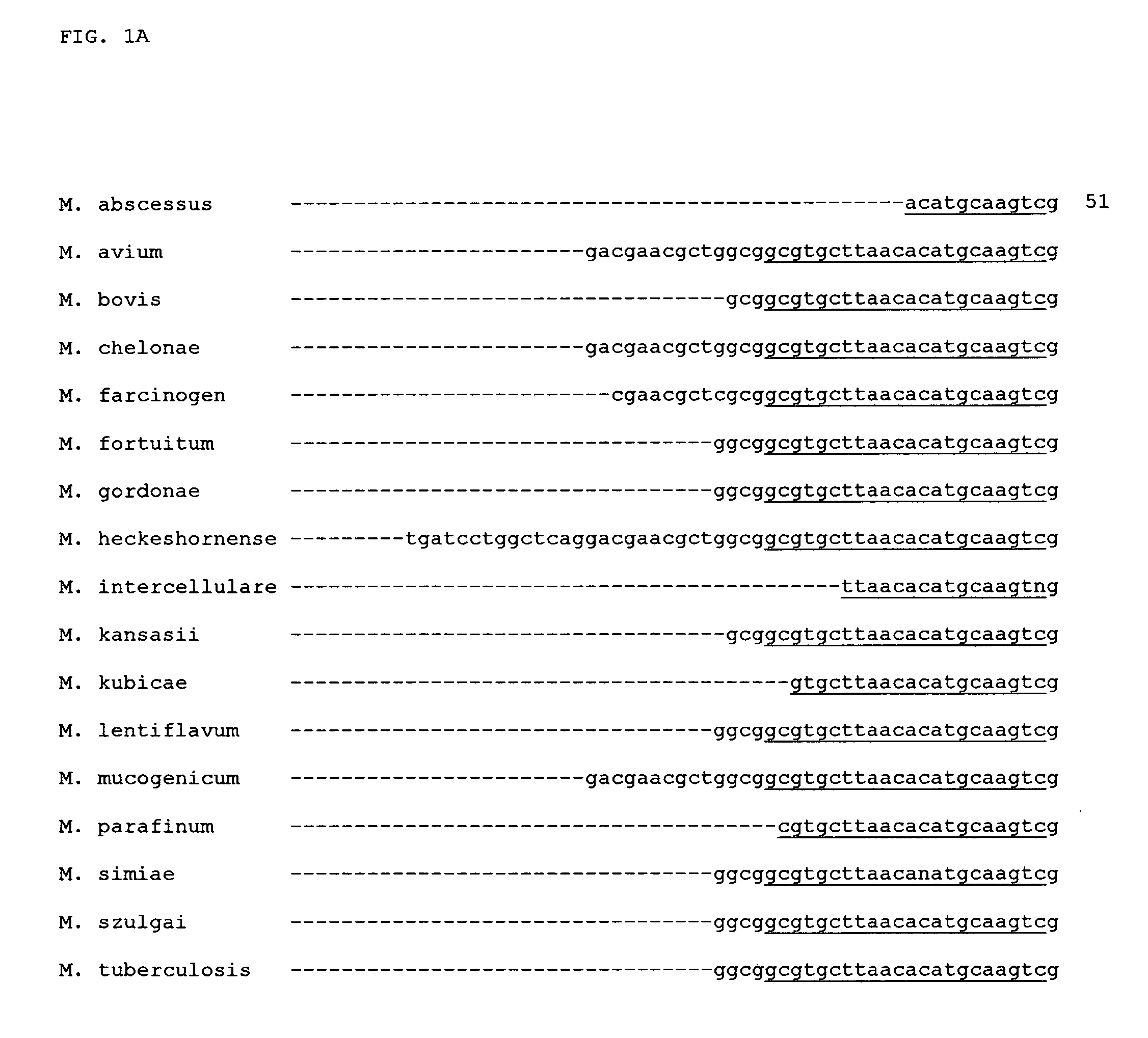 Method of determining a bacterium species