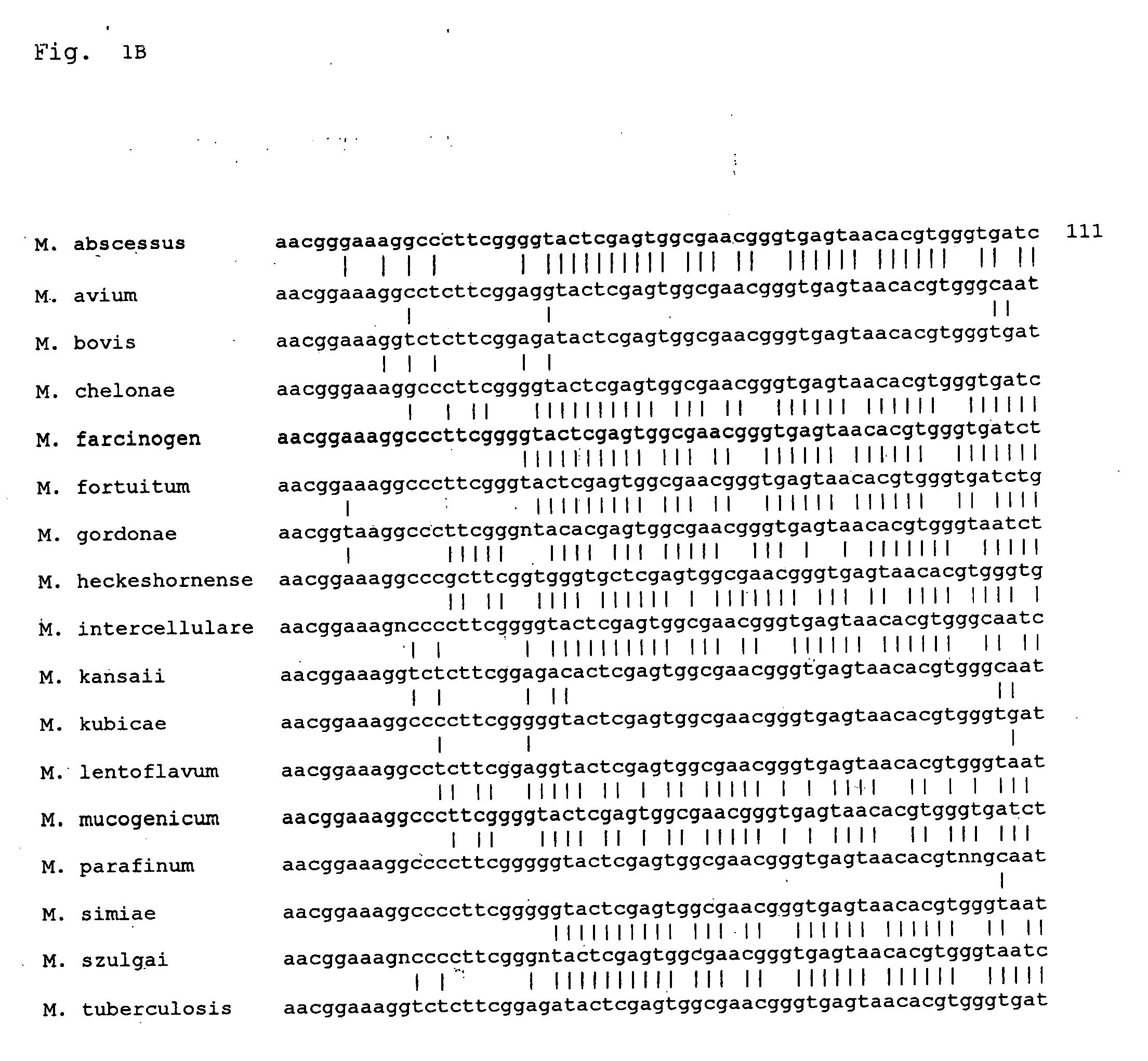 Method of determining a bacterium species