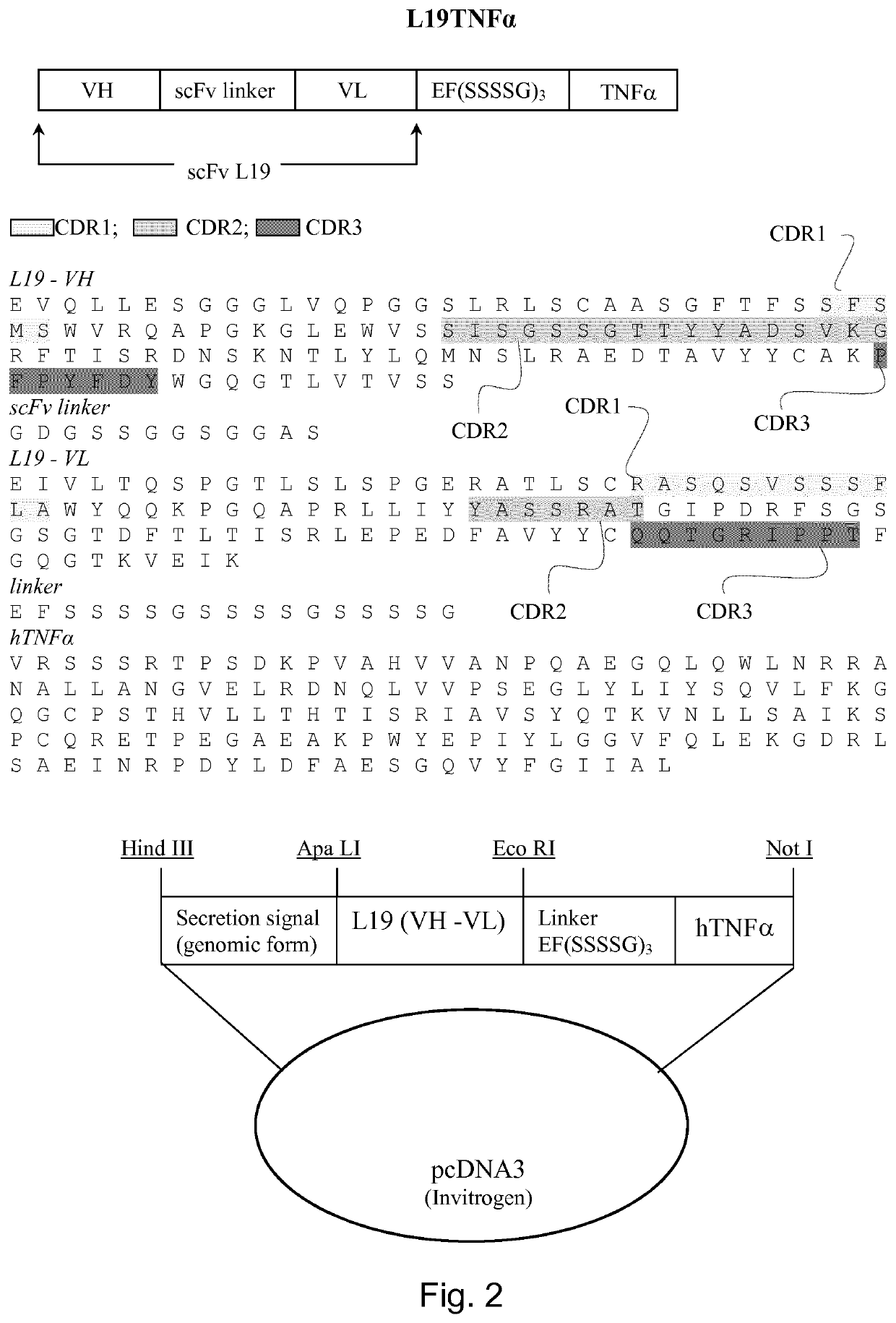 Immunocytokines with progressive activation mechanism