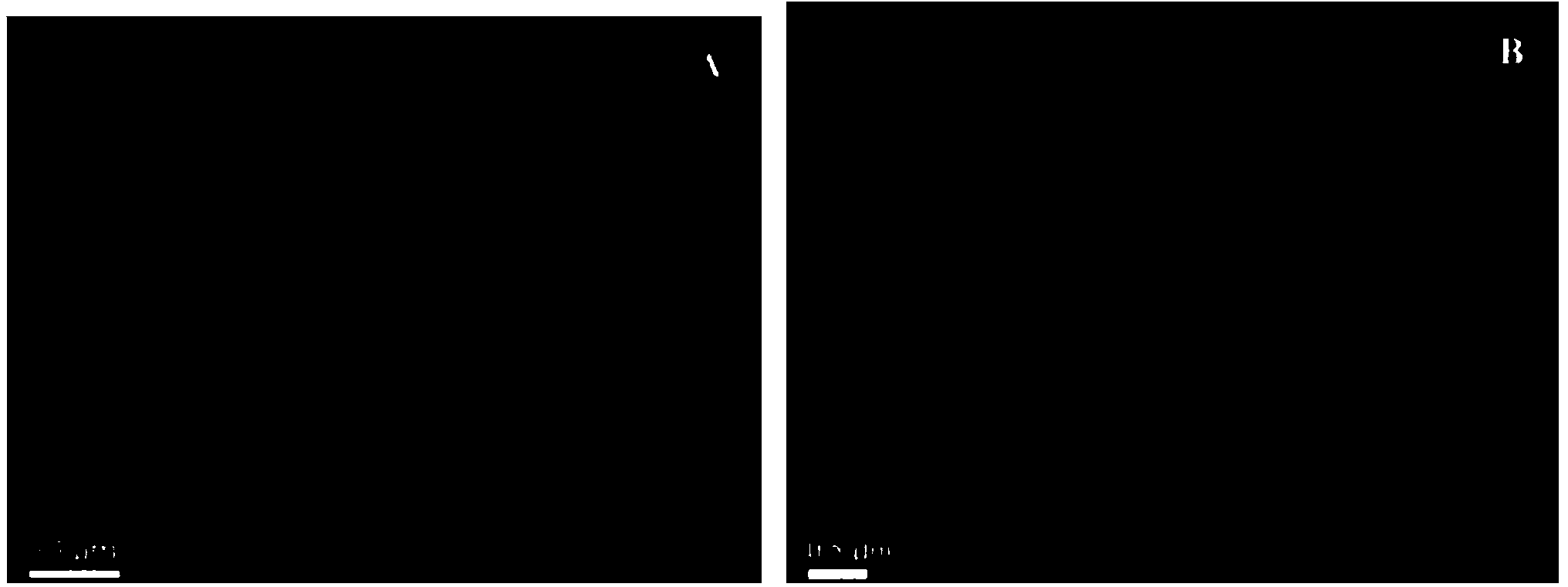 Amphipathic triblock copolymer containing morpholine-2,5-diketone derivative copolymer as well as preparation method and application thereof