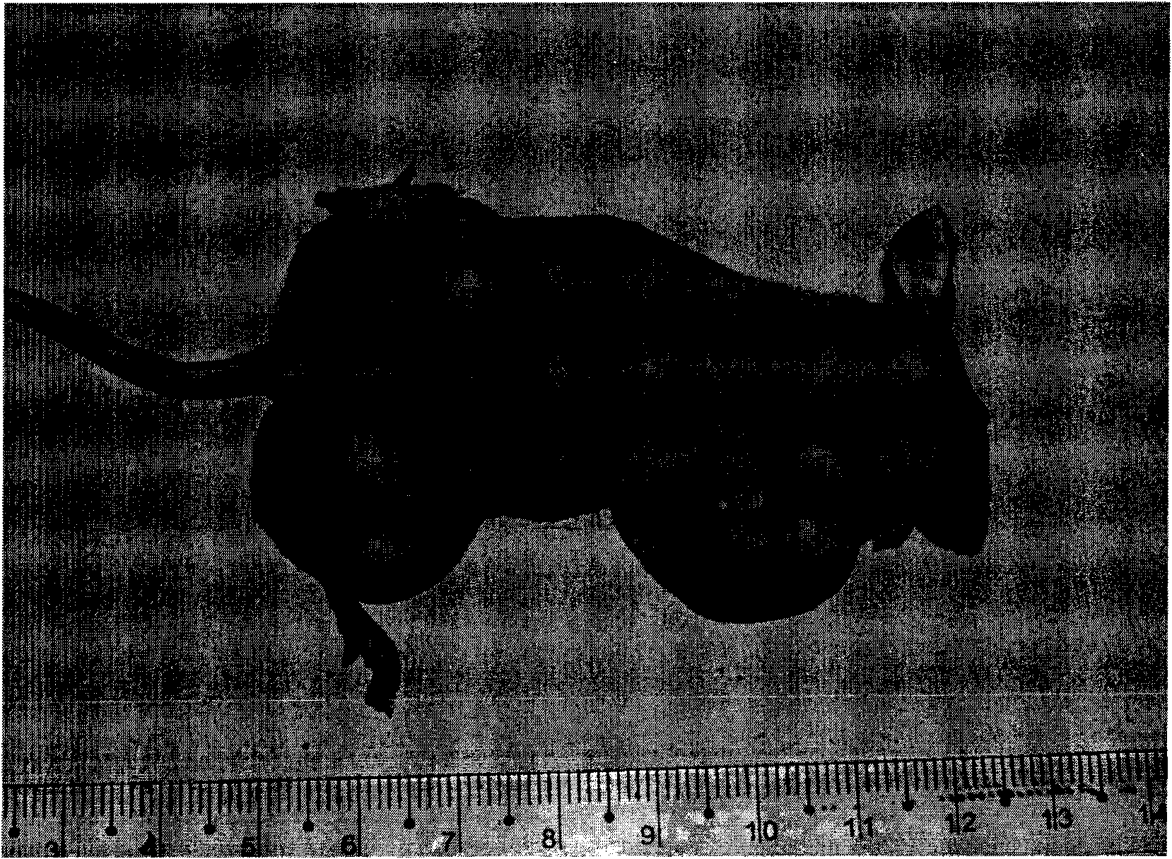 Human hepatocellular carcinoma cell line with portal vein transfer potential