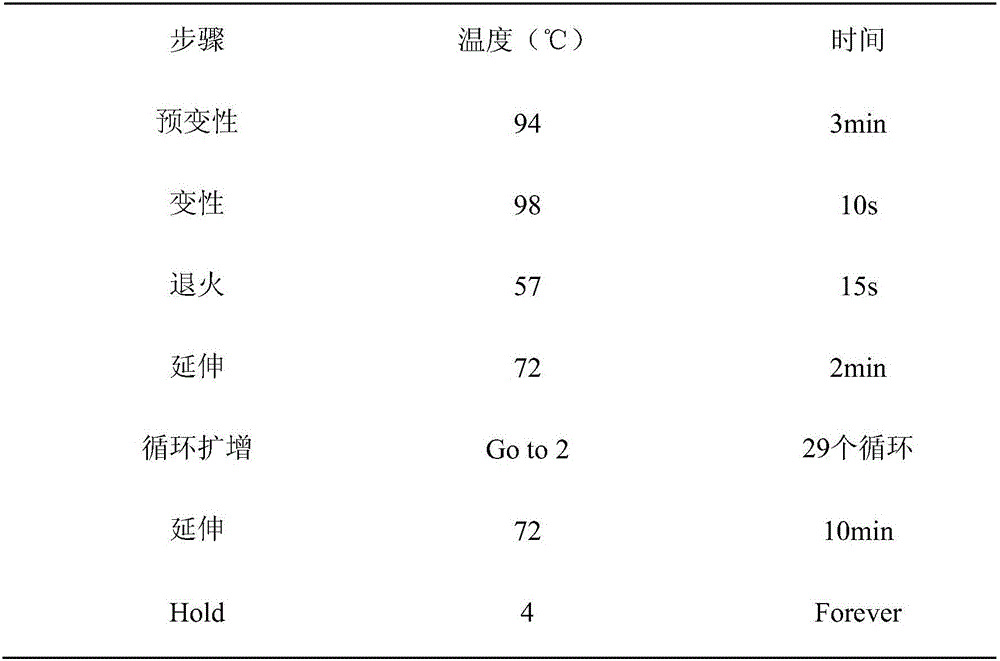 Building method of pichia pastoris gene engineering strain for producing lipase