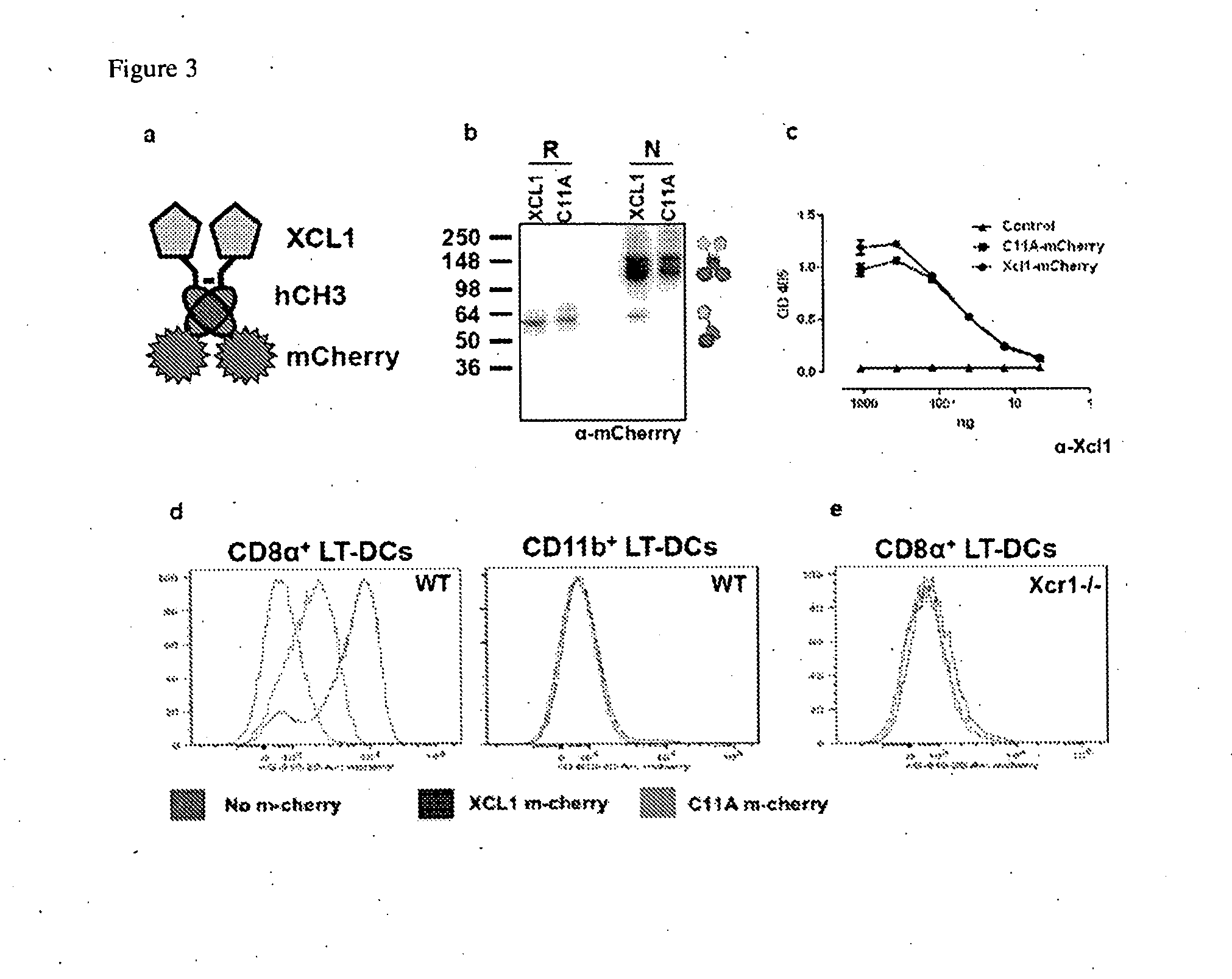 Vaccibodies targeted to cross-presenting dendritic cells