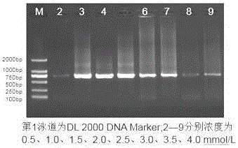 Trichomonad nested PCR detection kit and preparation method