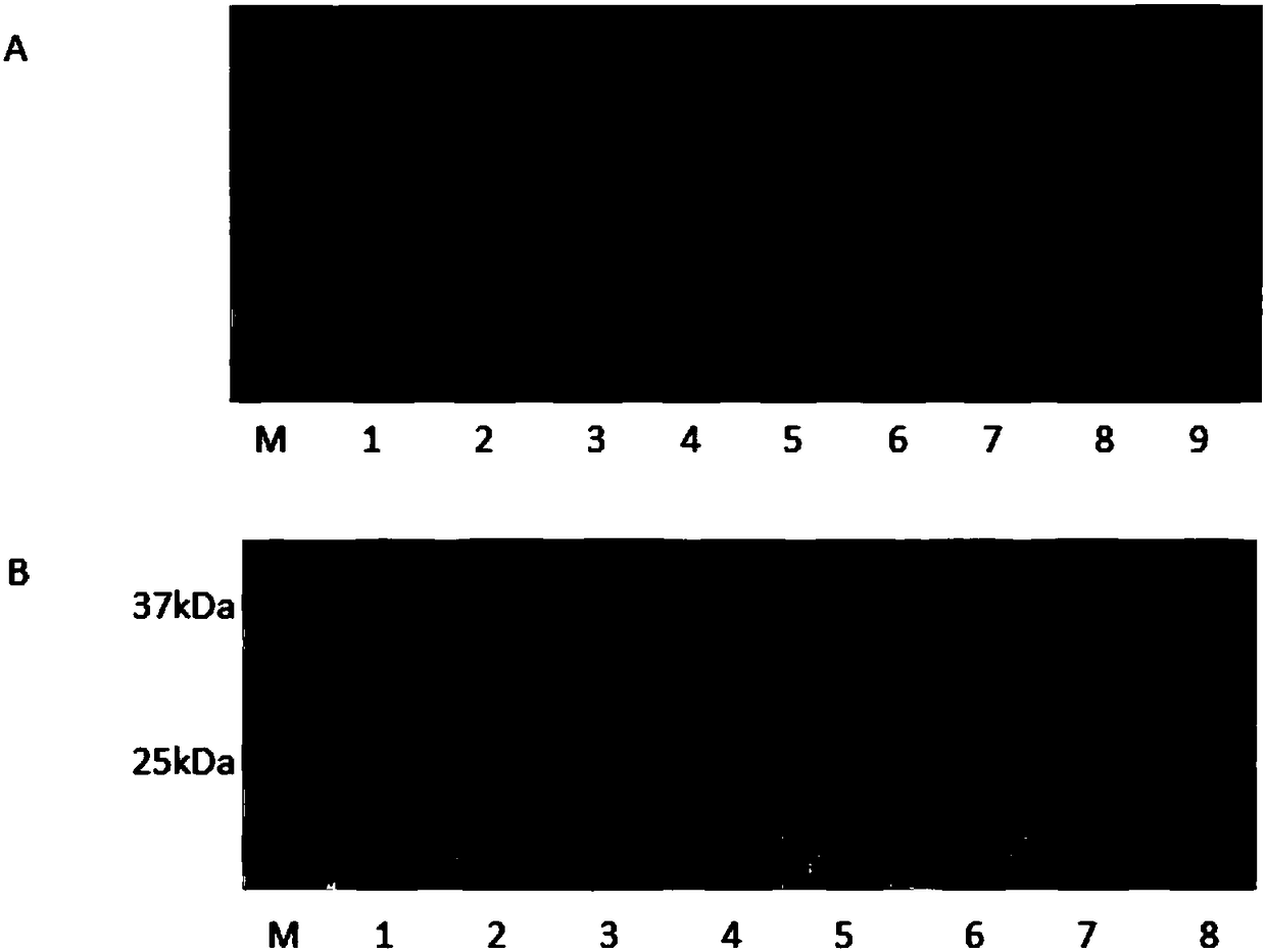 Method for expressing truncated non-structural protein NS4B of Tembusu virus and product and application thereof