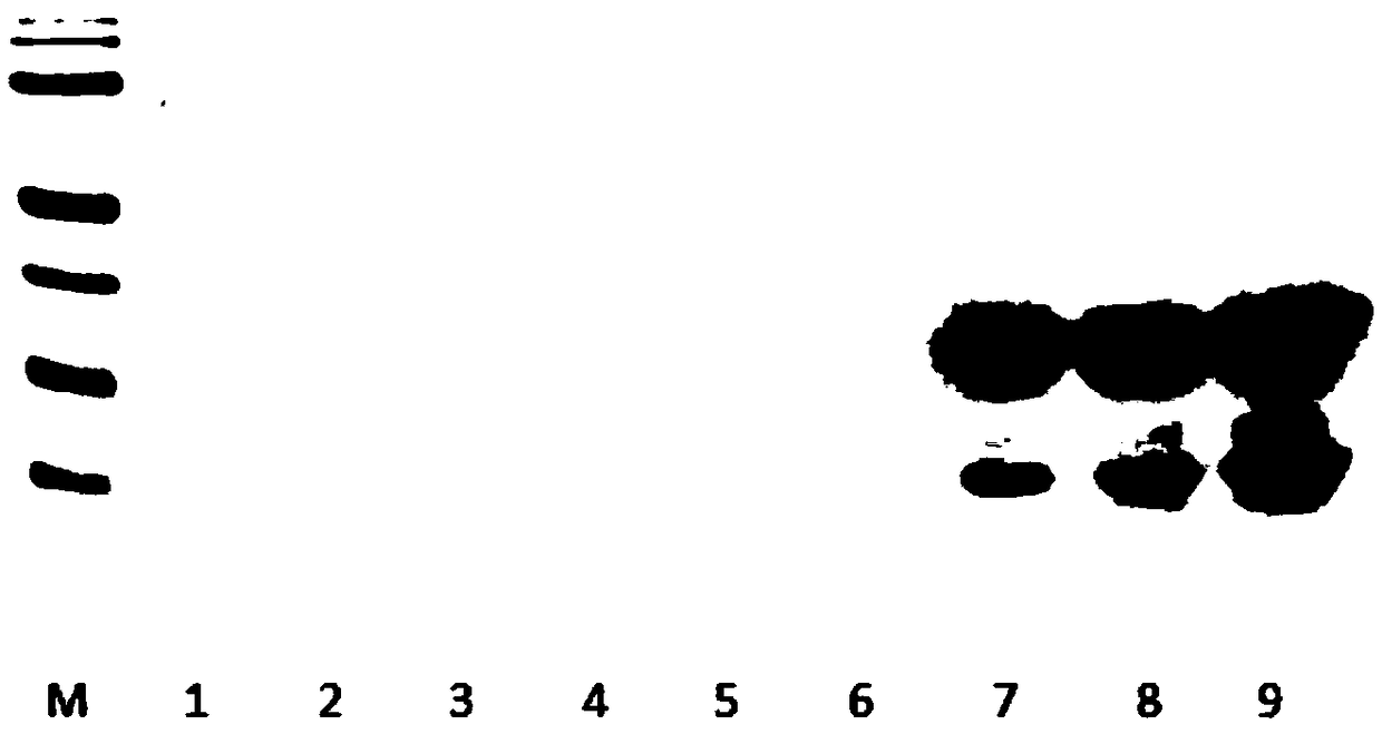 Method for expressing truncated non-structural protein NS4B of Tembusu virus and product and application thereof