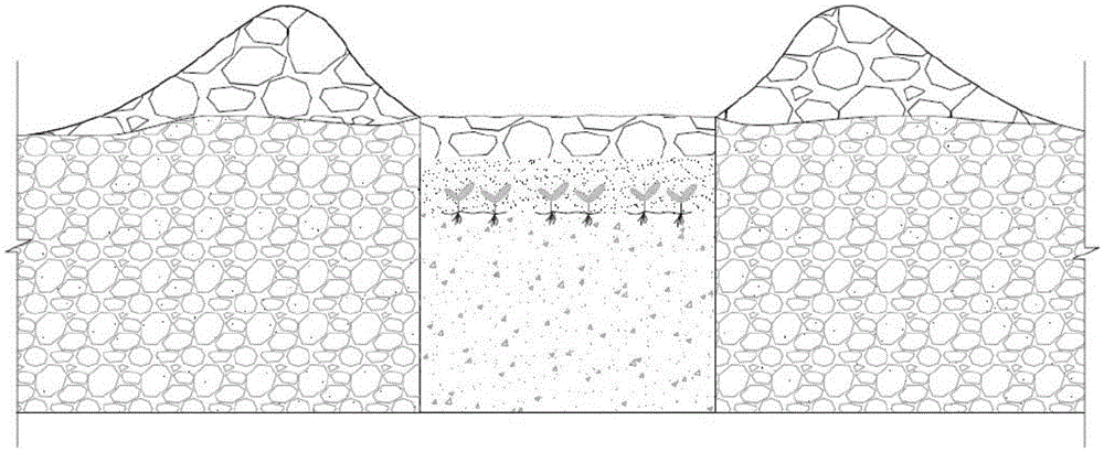 Method for rapid greening of exposed beach land of land-and-water ecotone