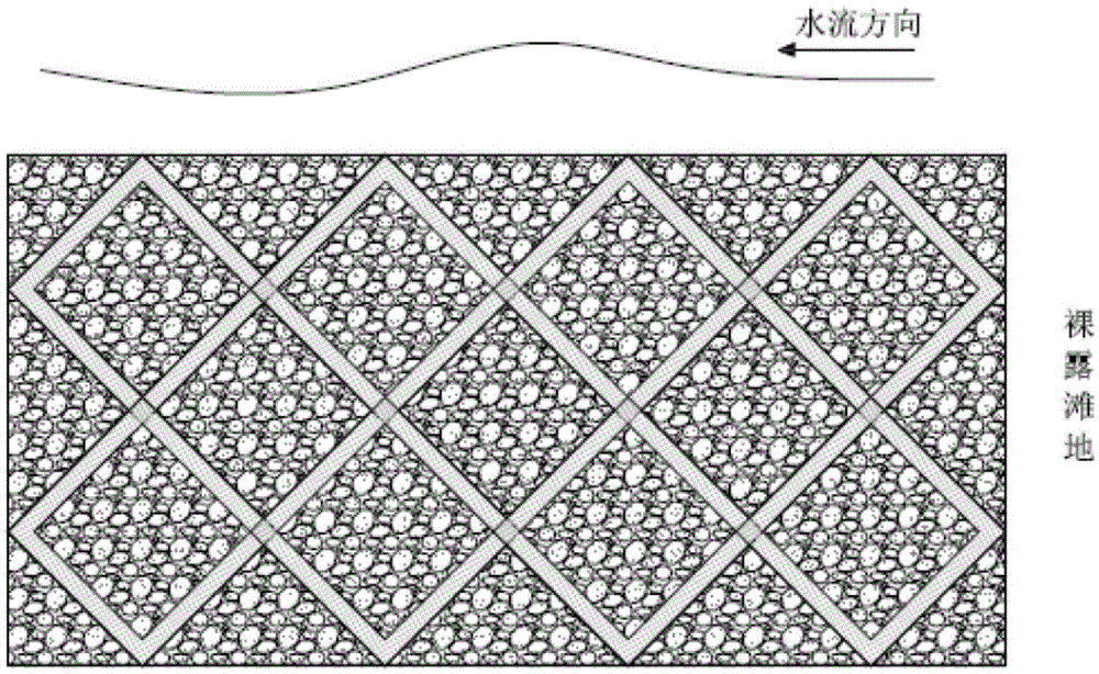 Method for rapid greening of exposed beach land of land-and-water ecotone